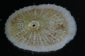 Media type: image;   Malacology 393854 Description: shell;
